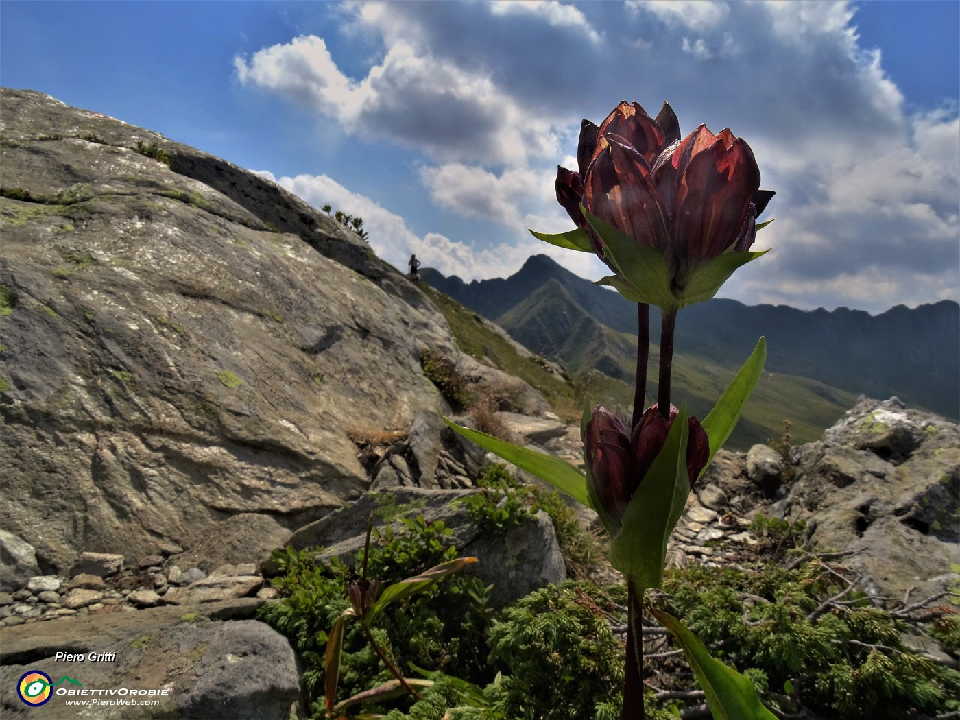 64 Gentiana purpurea (Genziana porporina) in avanzata fioritura.JPG